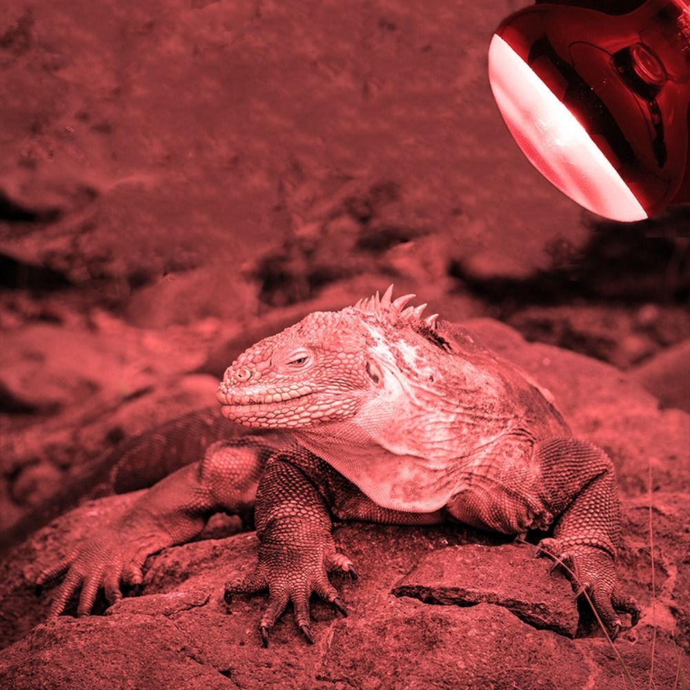 UVA Lamp Amphibian Bird Light Heat Reptile Bulb Snake Day/Night Pet Heating Lamp