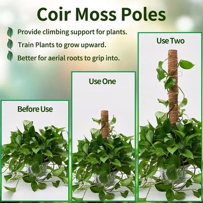 To Grow Upwards Moss Pole 32/42/52cm Plants Climbing Support  Indoor