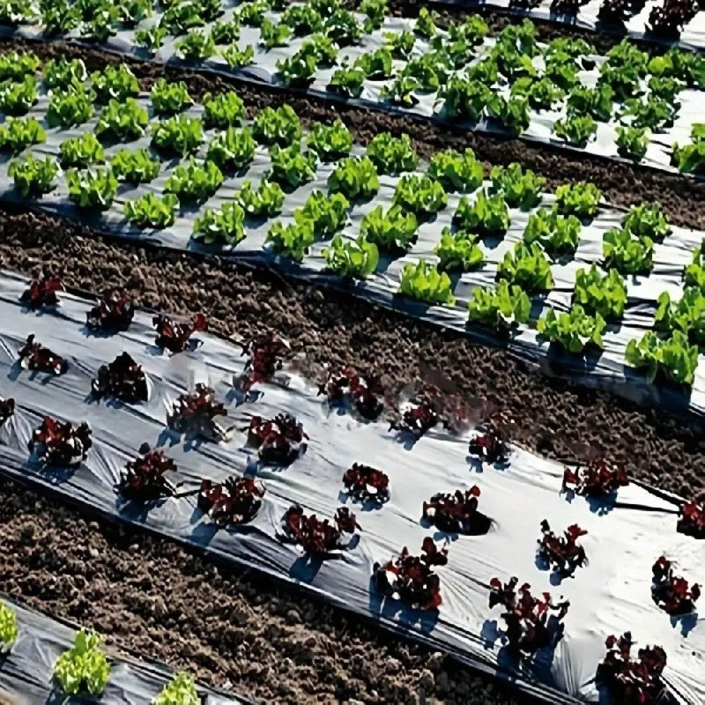 Pre-Punched Holes Perforated Plastic Mulch Film  Agricultural