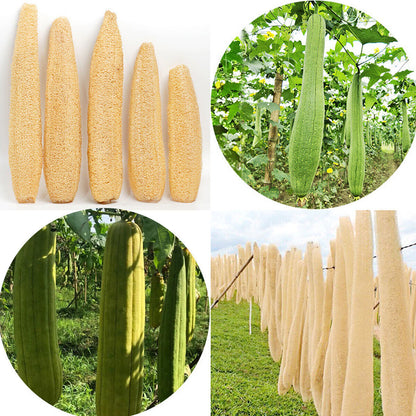 5Pcs Natural Loofah Luffa Loofa Exfoliating Shower Sponge Body Bath Scrubbers AU