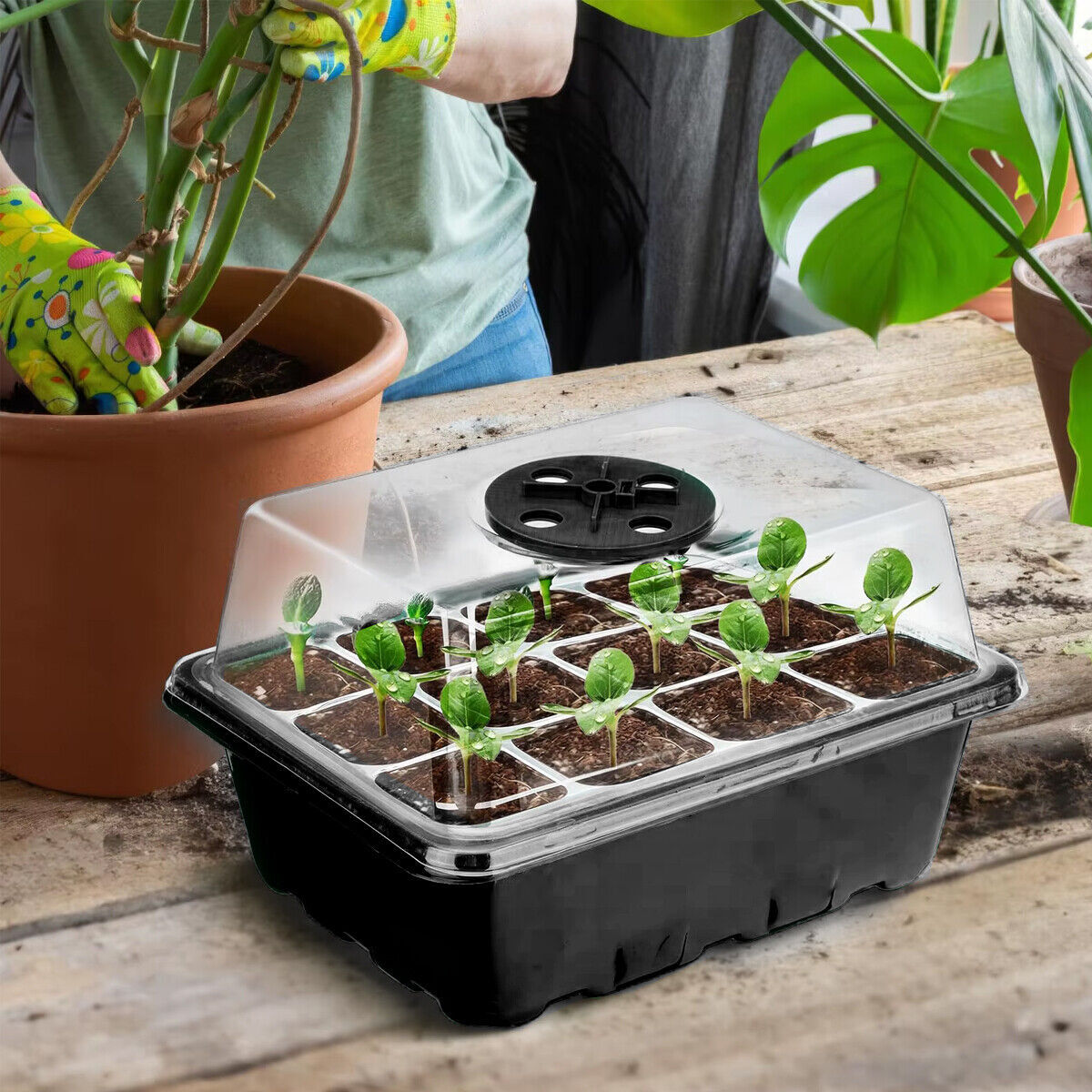 Seed Starter Tray Set 3X 5X 12 Cell Black Plant Nursery Grow Box Propagation Kit