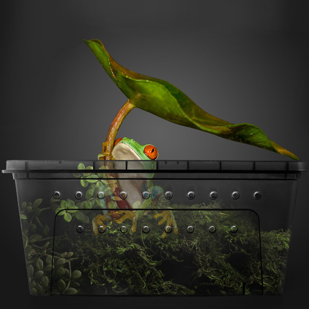 Clear Plastic Reptile Breeder Case Small Enclosure Isopod Bugs Carrier Terrarium