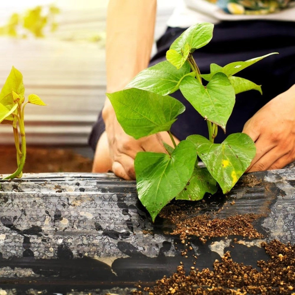 Pre-Punched Holes Perforated Plastic Mulch Film  Agricultural